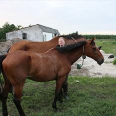 Dansk Varmblod Logo † 23-8-10 †