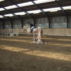 Fjordhest Susan Bøgevang