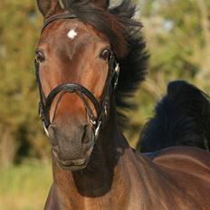 Oldenborg Gry ROL 8160