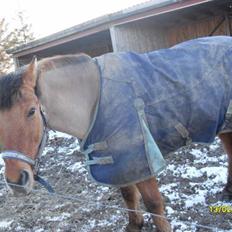 Anden særlig race Pax