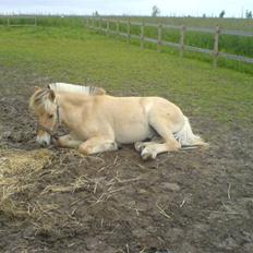 Fjordhest Ronald Godthåb