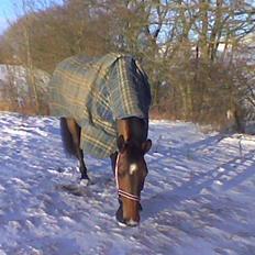 Dansk Varmblod Storgårdens Rosalia