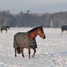 Anden særlig race Vestervangs Ib 