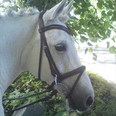 Anden særlig race Mister Elvis *solgt*