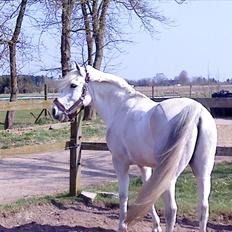 Anden særlig race Mister Elvis *solgt*