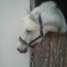 Anden særlig race Mister Elvis *solgt*