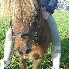 Shetlænder Højris`s Speedy