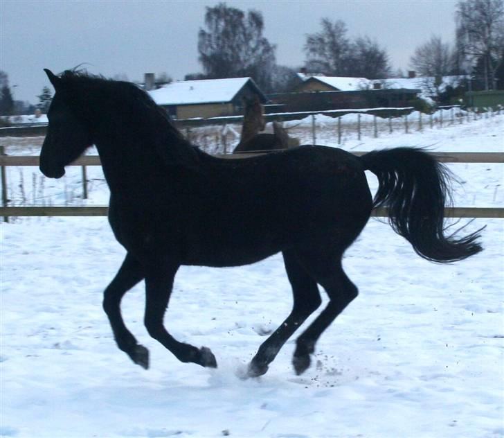 Arabisk fuldblod (OX) EH Ghazia - December 2009 billede 11