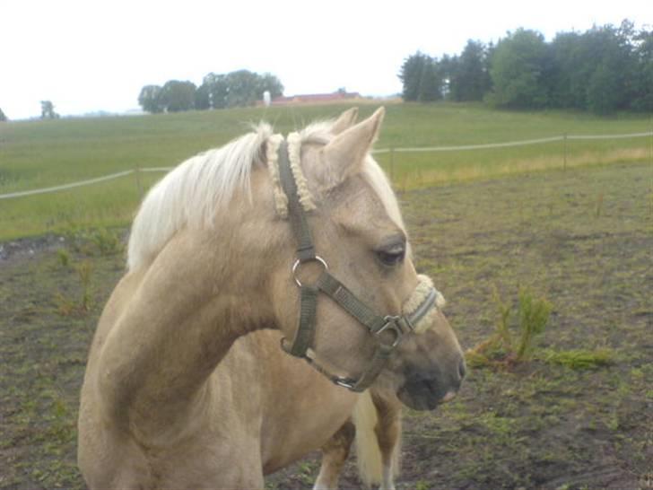 Welsh Cob (sec D) Tijd Vlijt's Goldfinger<3 billede 12