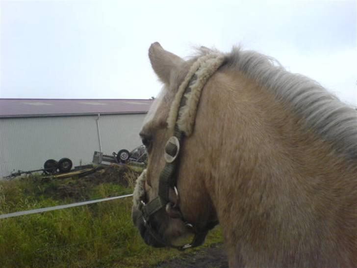 Welsh Cob (sec D) Tijd Vlijt's Goldfinger<3 billede 13