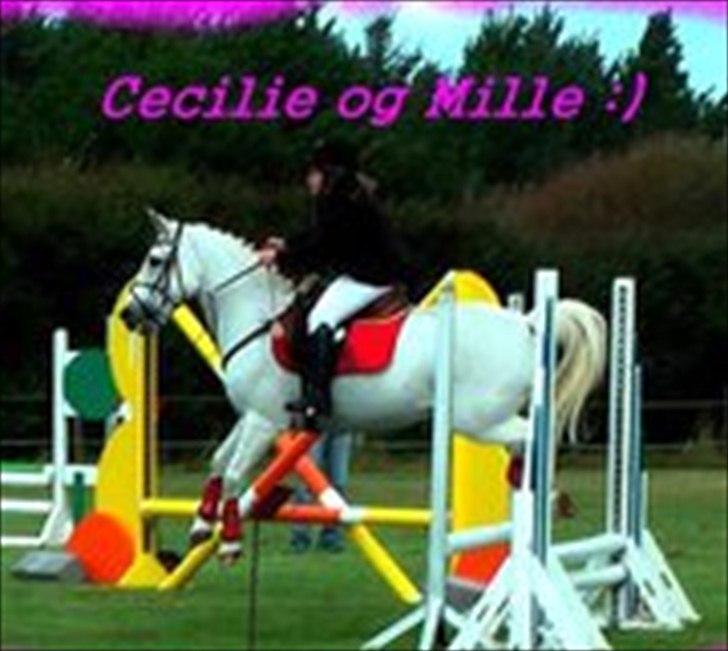 Anden særlig race frøken mille - mille var rigtig fin til sommerstævne vi gik lige igennem hele pogrammet uden nogle fejl billede 1