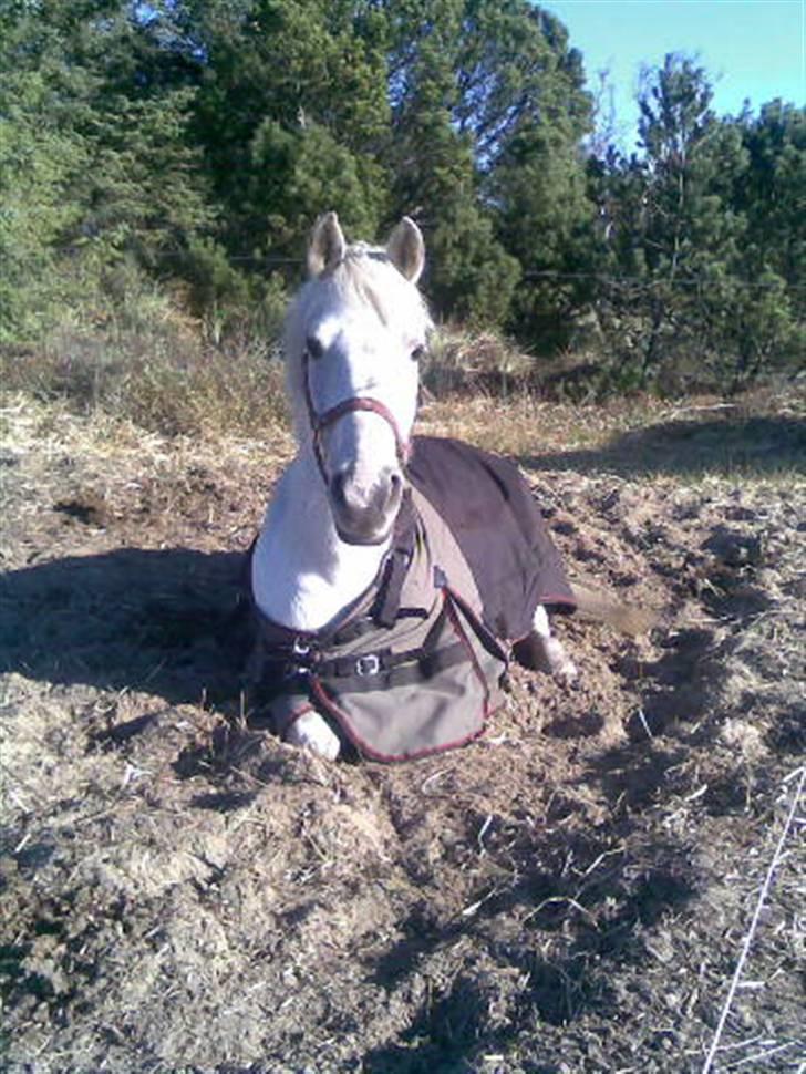 Anden særlig race frøken mille - mille kan godt lide at være i solen og og være glad billede 2