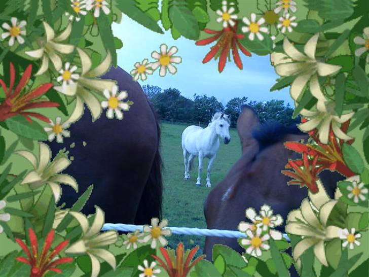 Anden særlig race frøken mille billede 5