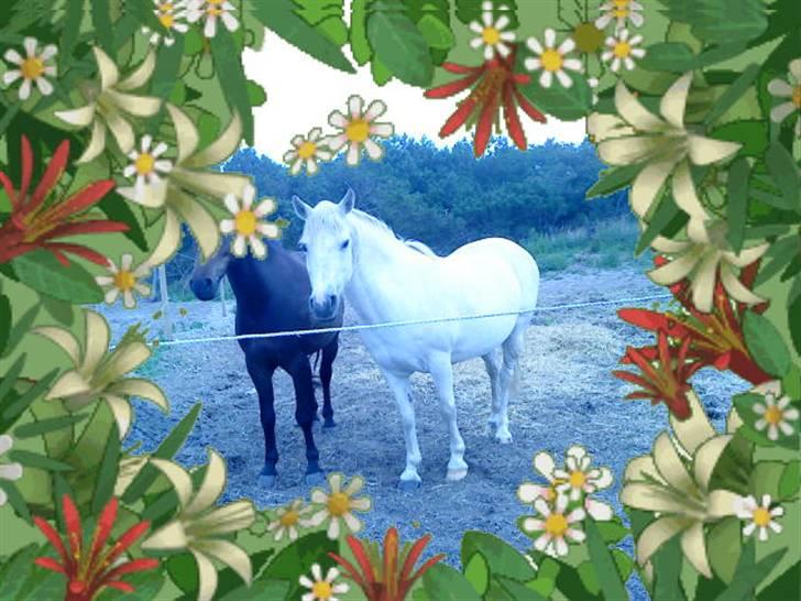 Anden særlig race frøken mille billede 6