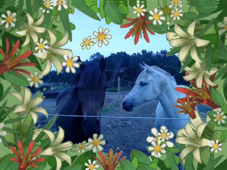 Anden særlig race frøken mille - mile er en meget nyskerig pony og er glad for alle mennesker billede 7