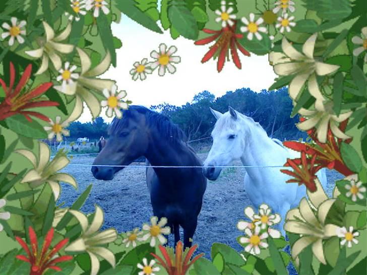 Anden særlig race frøken mille billede 8