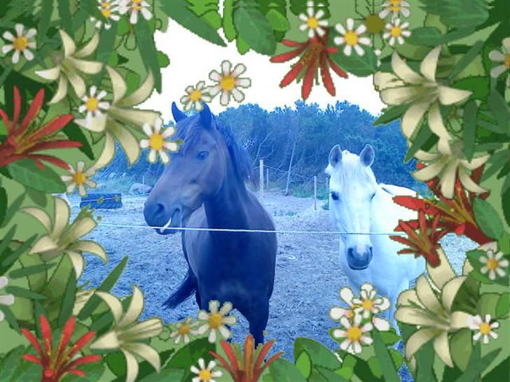 Anden særlig race frøken mille - mille elser bare esprit<3<3 billede 9