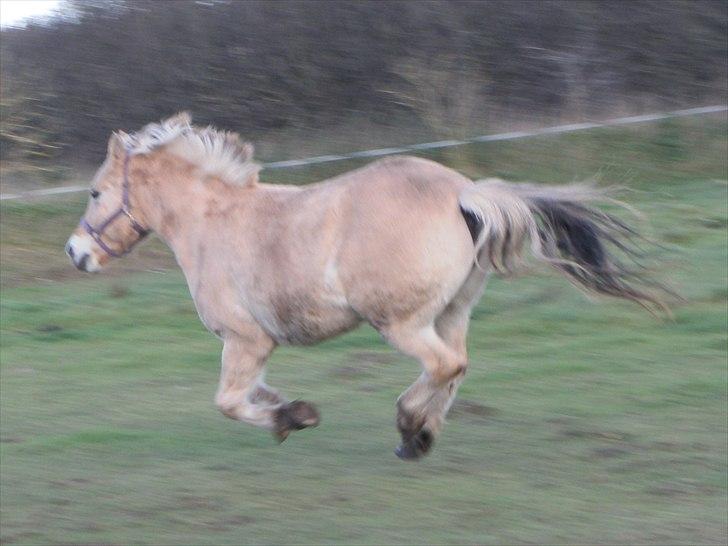 Fjordhest Polly *Solgt* - Taget idag lørdag d. 5/11-2010 billede 5