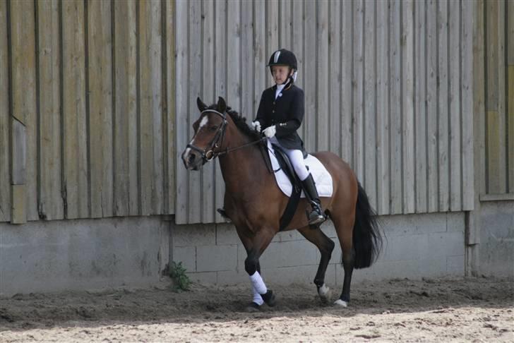 Anden særlig race Lauritz - Han er virkelig en flot lille charmetrold billede 5