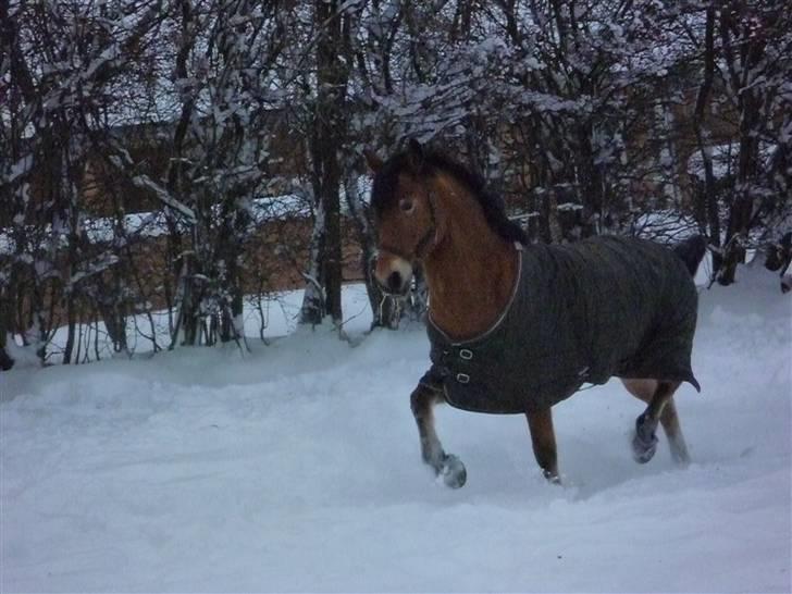 Anden særlig race Toffee *solgt* billede 6