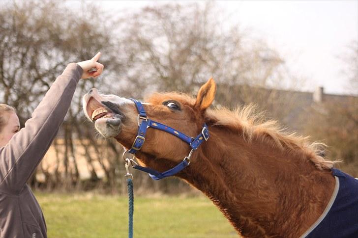 Anden særlig race Chiquita-B-pony *solgt* billede 13