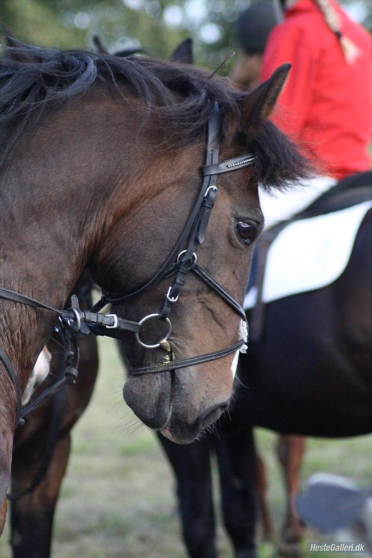 Anden særlig race Patrick GL. Part SAVNET<3 - Efterårs jagten :Er på opløbsmarken og er færdig med opløbet ( Vsr amatørjagt) Foto: ECS :P billede 1