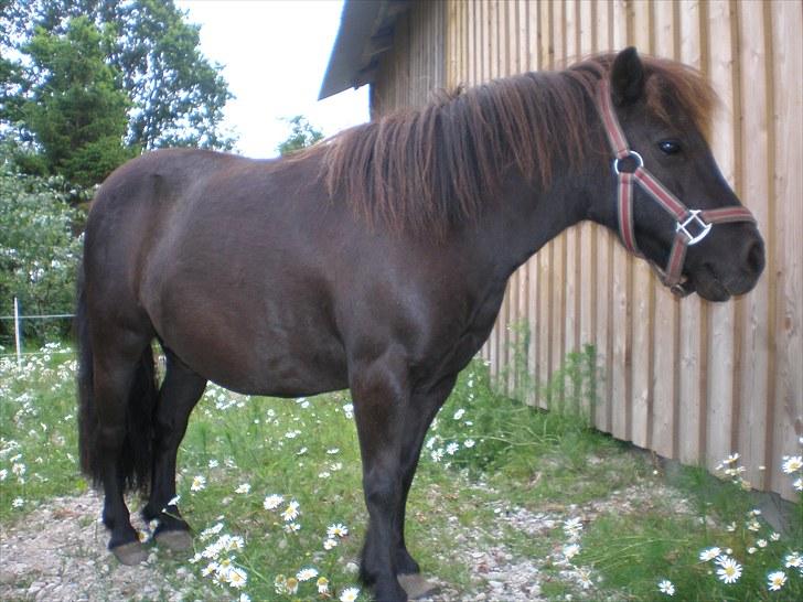 Shetlænder Victoria ( vic ) Himmel pony ( savnet meget ) billede 16