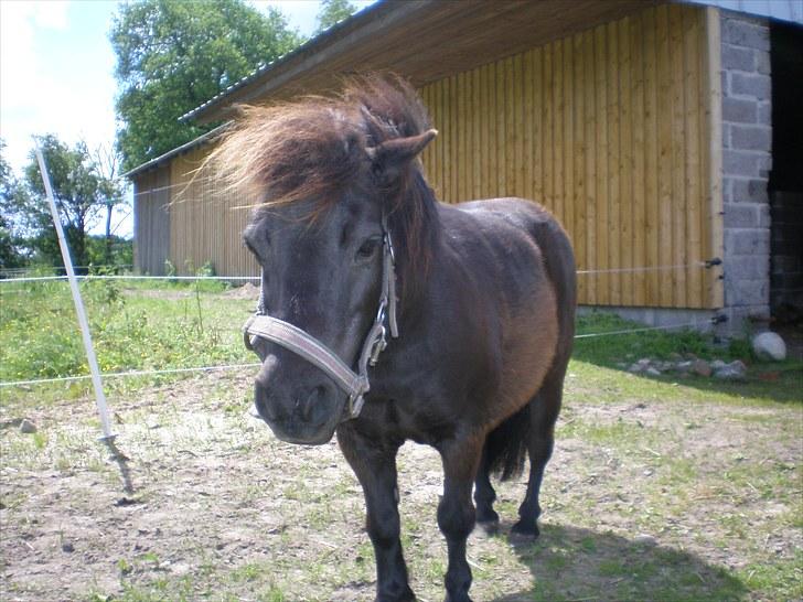 Shetlænder Victoria ( vic ) Himmel pony ( savnet meget ) billede 17