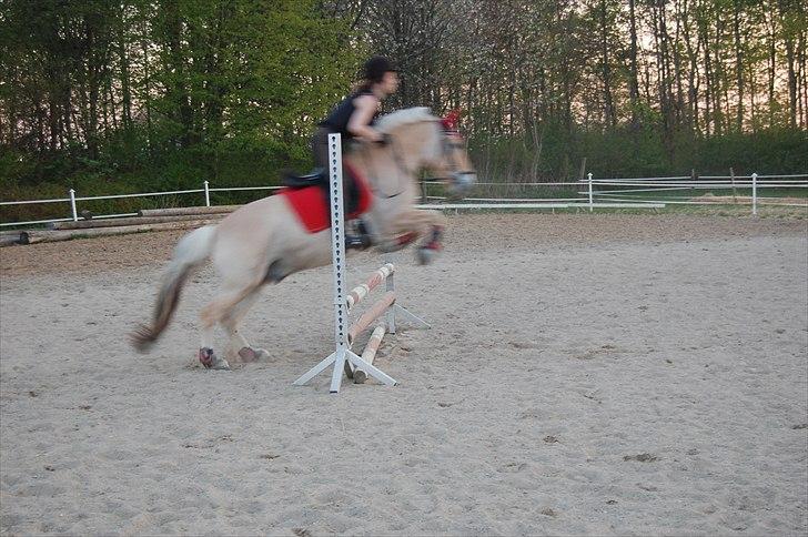 Fjordhest Jacob <3<3  - Hoooooop:-D billede 2