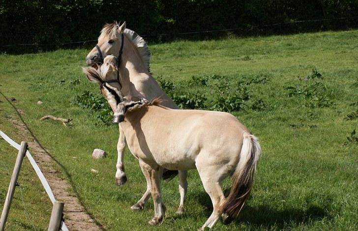 Fjordhest Jacob <3<3  - Jacob er ham med benet over den anden :b billede 3