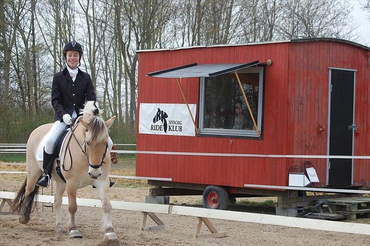 Fjordhest Jacob <3<3  - LC3:-) billede 10