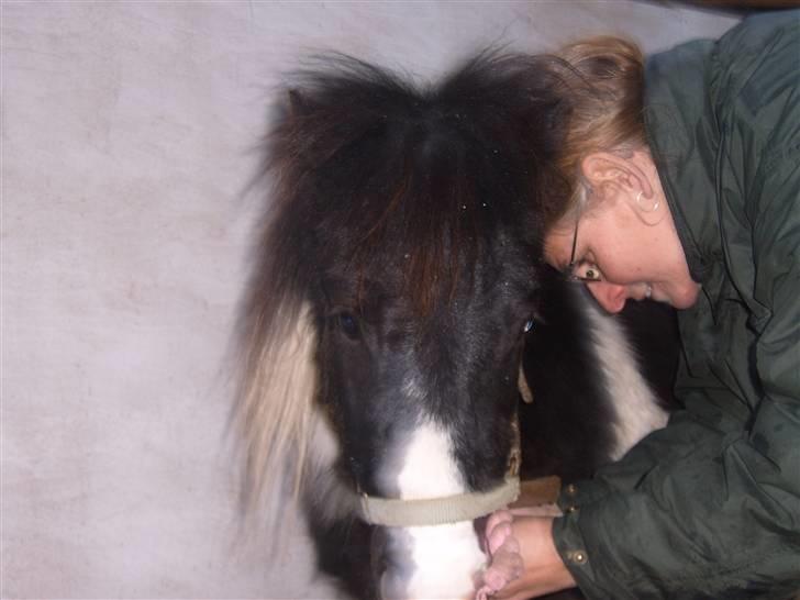 Shetlænder domino - hej jeg hedder domino billede 1