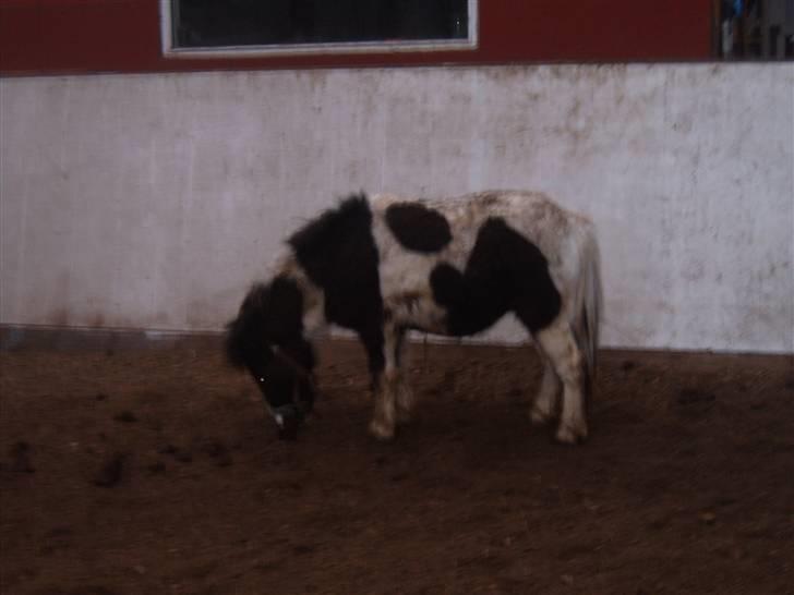 Shetlænder domino - uuuhhh det lugter godt måske skulle jeg rulle mig her billede 2