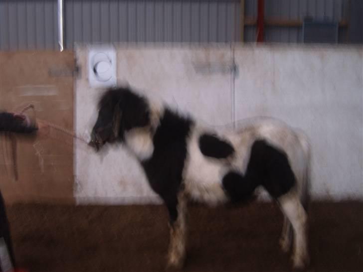 Shetlænder domino - se mig jeg er en lille premie pony billede 3