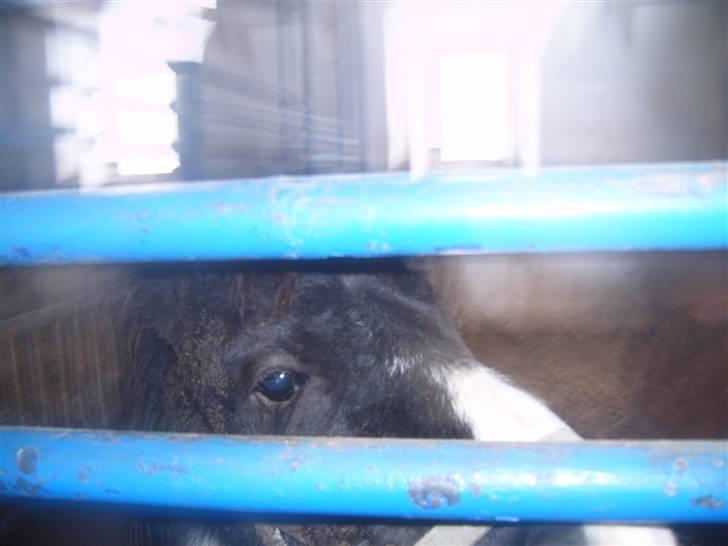 Shetlænder domino - kan i se mig billede 5