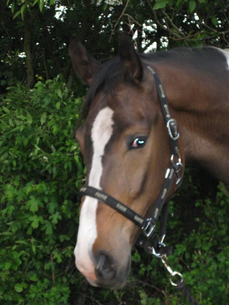 Pinto Zefir billede 11