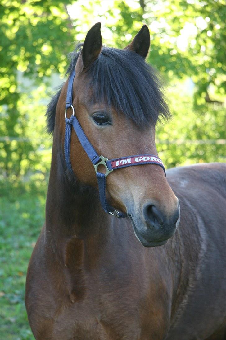 Anden særlig race Stjerne - Charme, selvtillid og lækkert hår!  billede 4