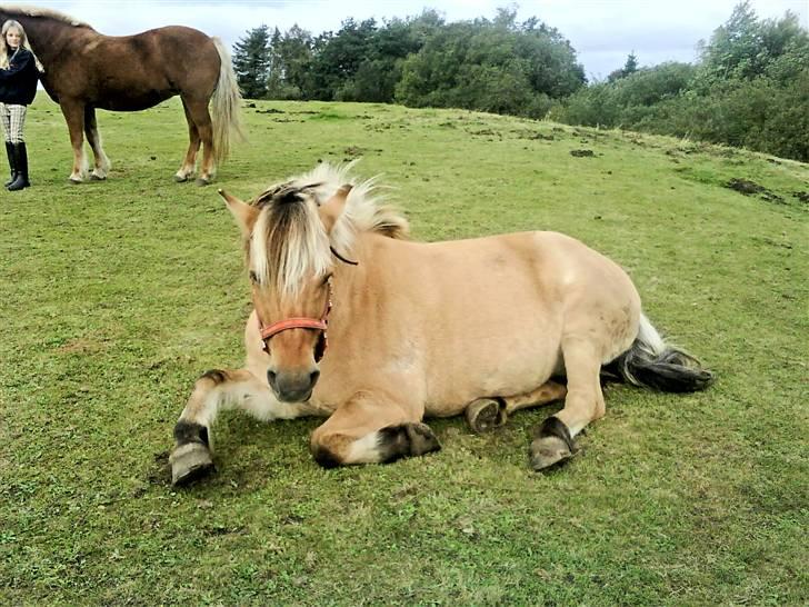 Fjordhest mille billede 14