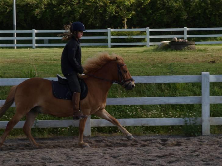 Gotlandsruss Arcus *Part* - Omg :O Gluk lige det forben dér! billede 13