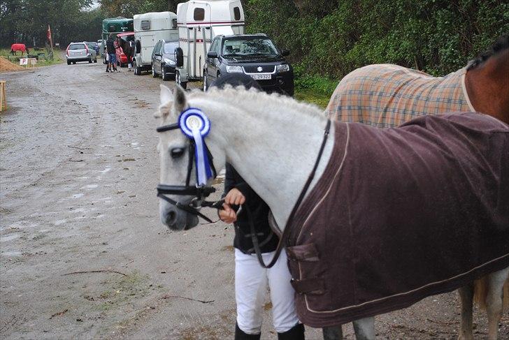 Welsh Partbred (Sec F) TofteKjærs Loralai {Tulle} *soglt* Du var bedst<3 - smukken med sin andenplads lc2 70,91 % ;) billede 14