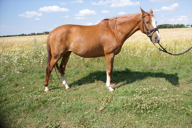 Hollandsk Sportspony Nancy *SOLGT'* - Min nye pony. Selvfølgelig en rød hoppe. *S* billede 2