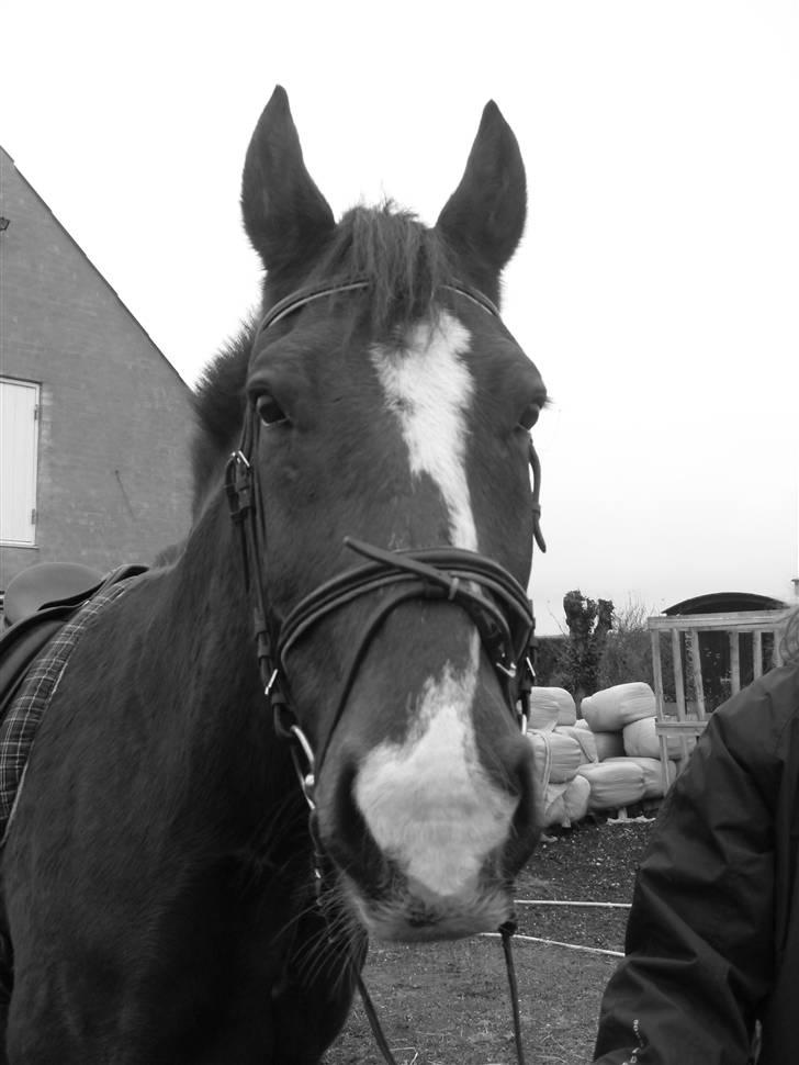 Oldenborg Sebastian - Basse billede 1