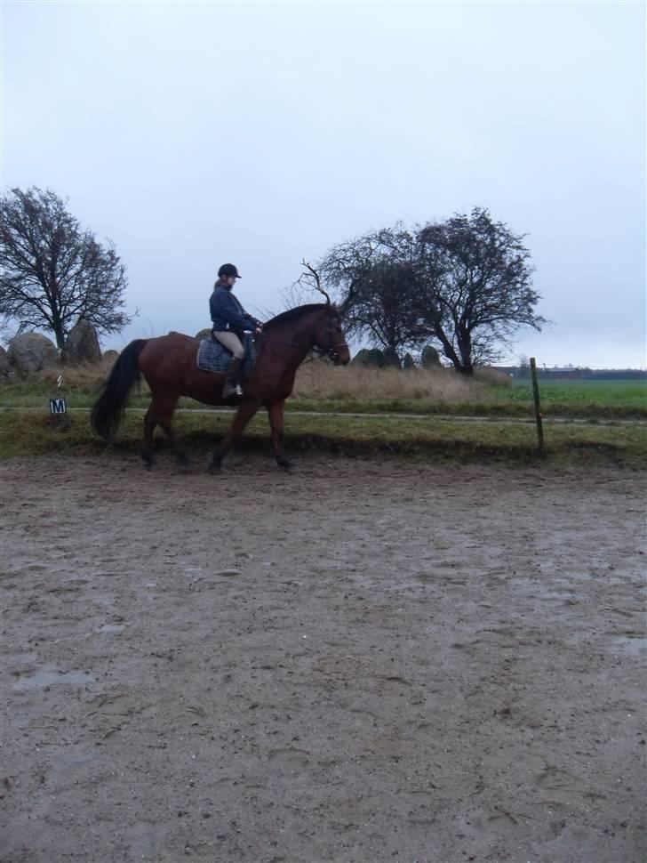 Oldenborg Sebastian - Basse billede 9