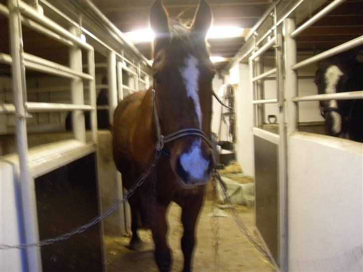 Oldenborg Sebastian - Basse billede 13