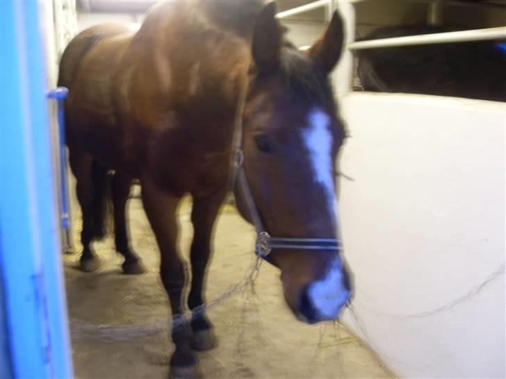 Oldenborg Sebastian - Basse billede 14