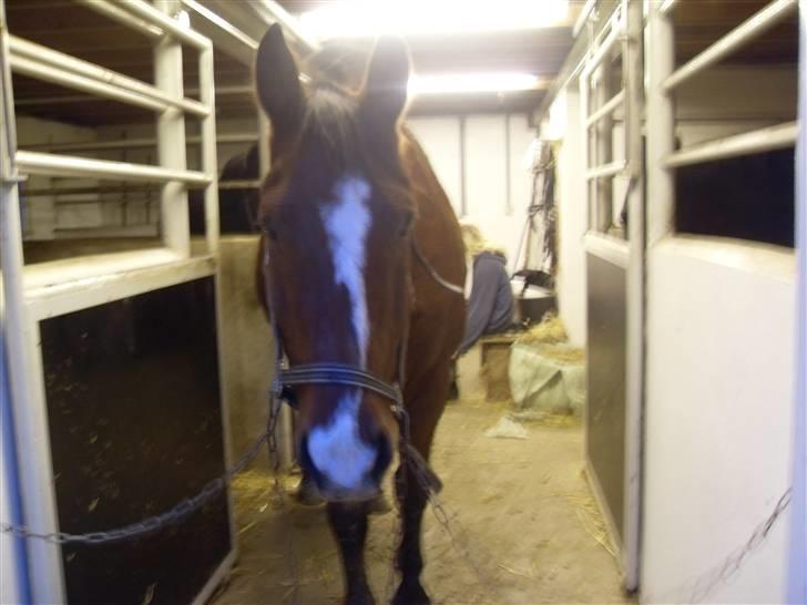 Oldenborg Sebastian - Basse billede 15