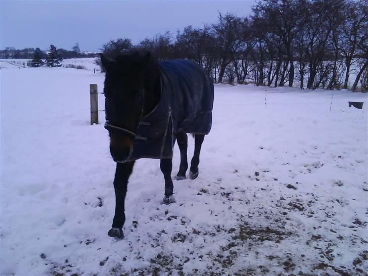 Anden særlig race Manse<33 billede 8