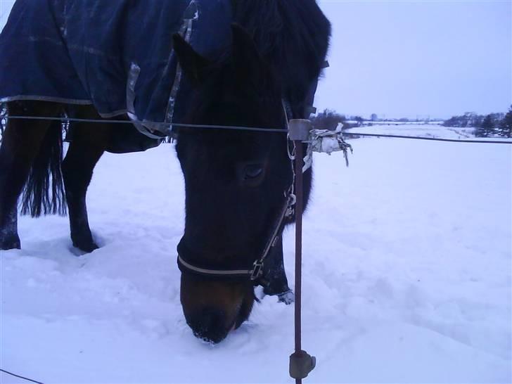 Anden særlig race Manse<33 billede 9