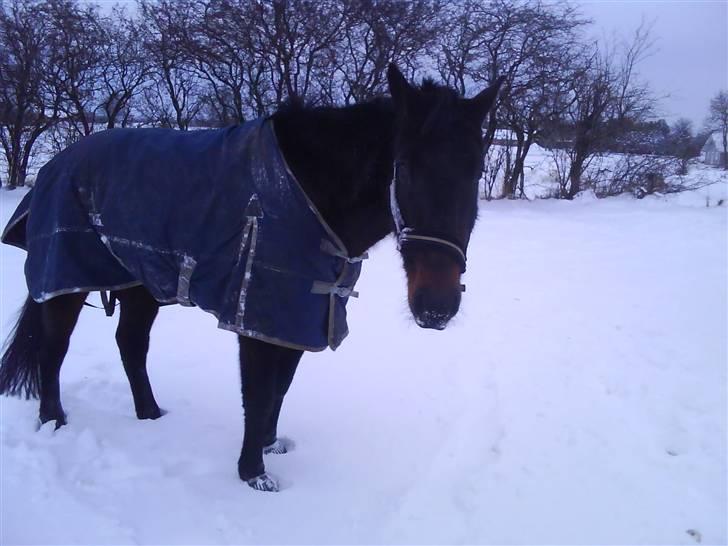 Anden særlig race Manse<33 billede 10