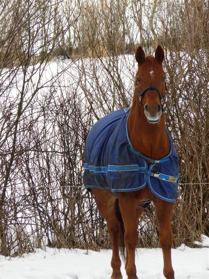 Dansk Varmblod Azarro Z RIP billede 18